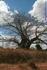 [iero] Baobab, symbole des symboles.