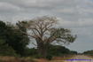 [iero] Baobab