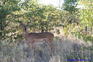 iero photo-20070508161150