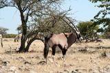 Etosha