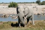 Etosha