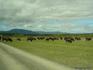 [iero] On arrive vers les bisons