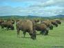 [iero] Des bisons