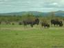 [iero] Une grosse vache quand même