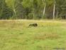 [iero] Un ours noir entrain de se rouler dans l'herbe.
