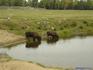 [iero] Les bisons qui s'abreuvent.