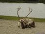 [iero] Couillu le caribou dans le grand nord.