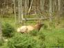 [iero] Encore un Wapiti