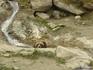 [iero] Un grizzli qui fait trempette dans la fraiche