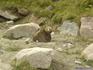 [iero] Un grizzli qui creuse un trou