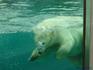 [iero] L'ours polaire est un animal amphibie