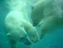 [iero] L'ours est parfaitement étanche.