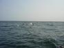 [iero] Finallement, elle passera à quelques mètres de nous. C'était un Rorqual commun, la deuxième plus grosse baleine après la baleine bleue.
