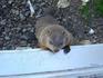 [iero] Ma voisine la marmotte.