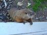 [iero] Ma voisine la marmotte