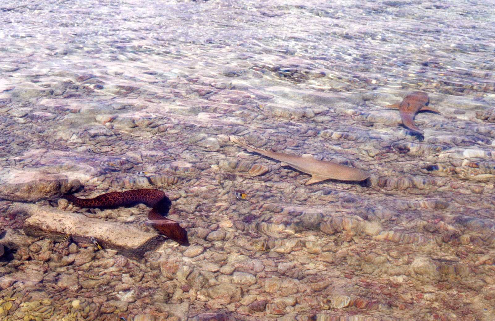 Les pieds dans le lagon