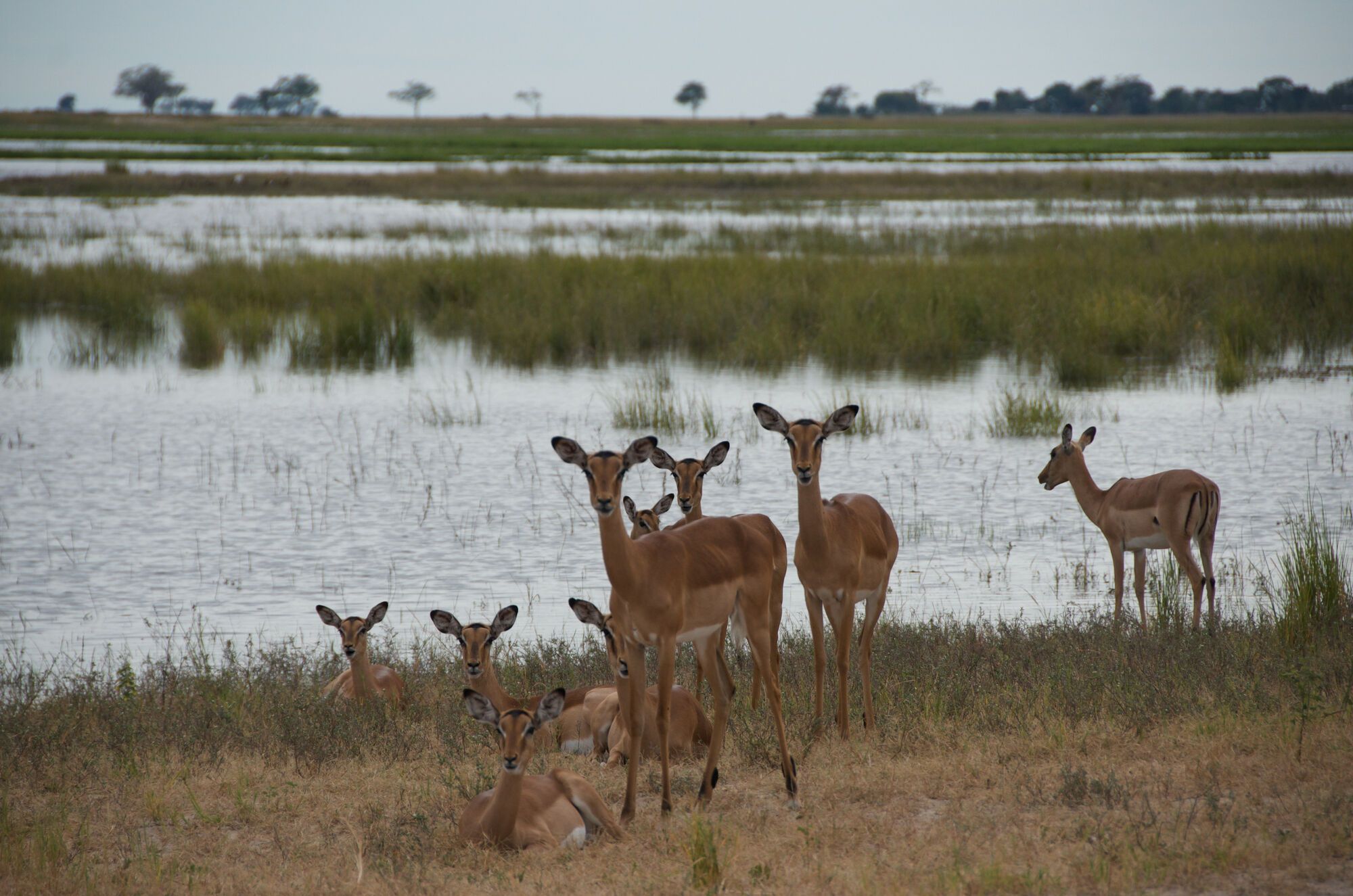 Safari au Botswana