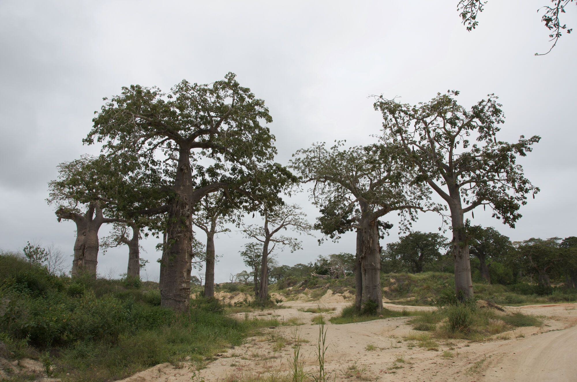 Forêt de Baobabs