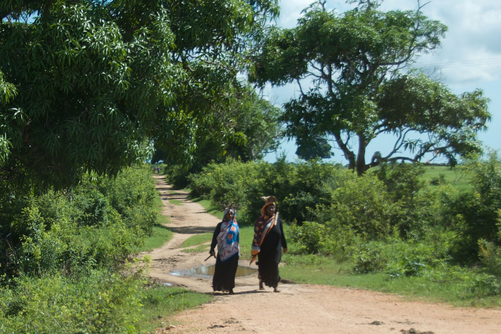 Rizières