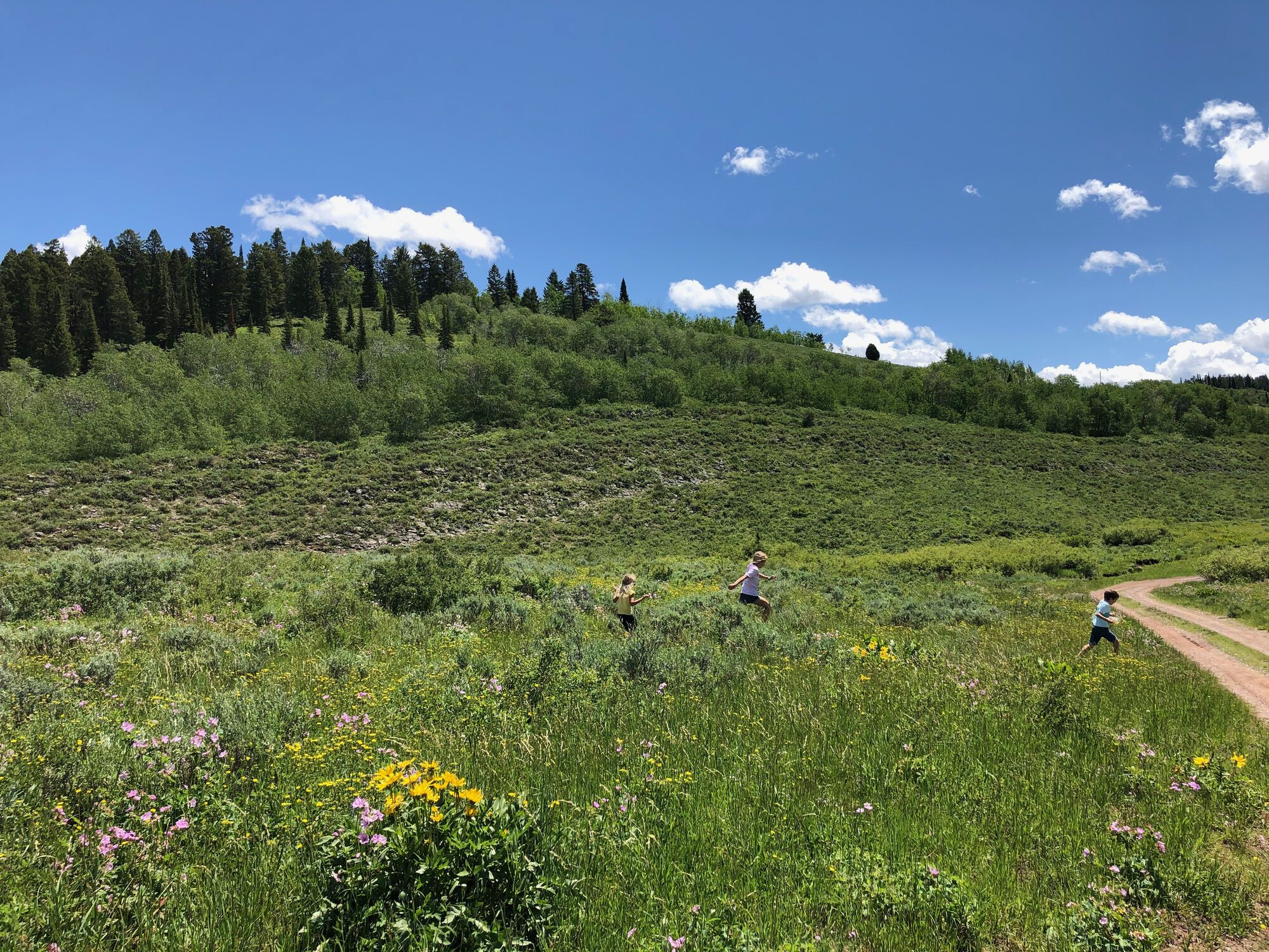 Green Wyoming