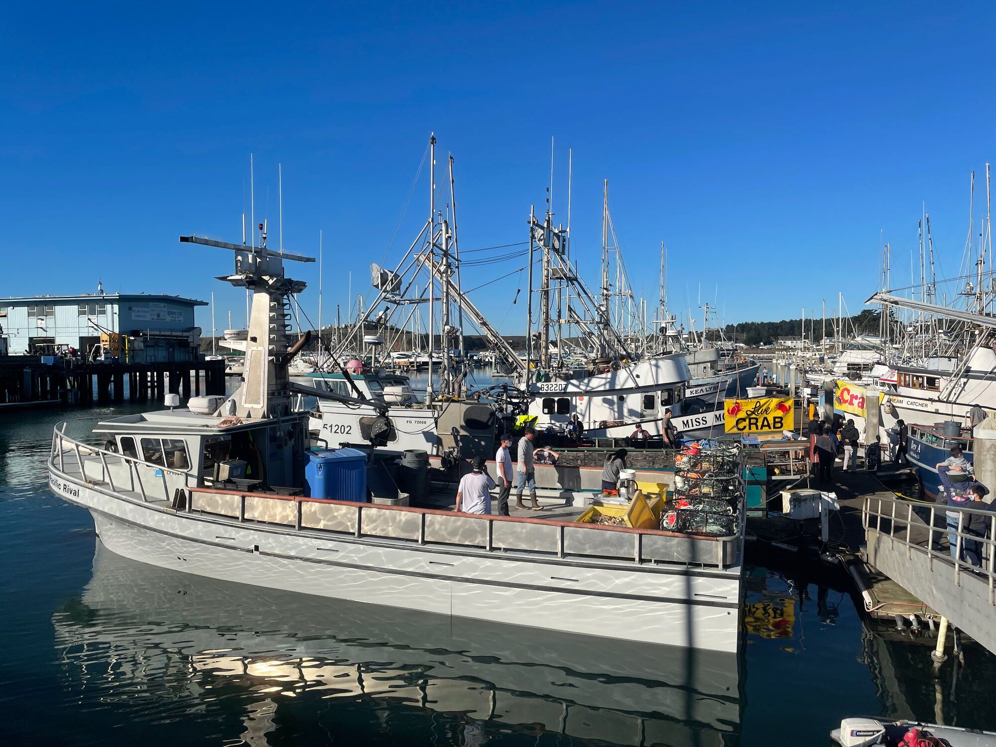 Dungeness Crabs