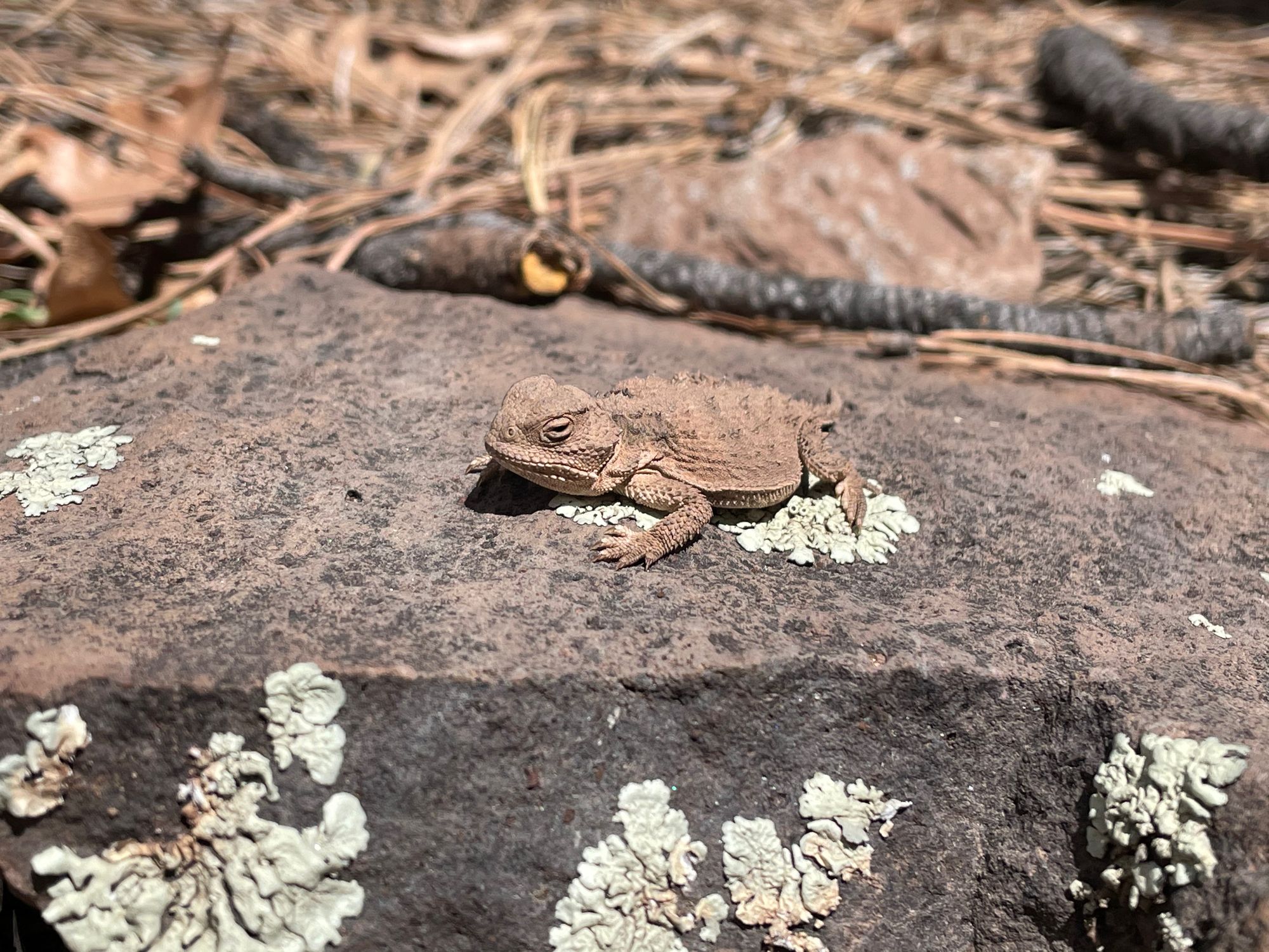 Short-horned lizard