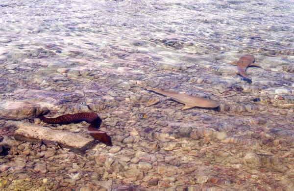 Les pieds dans le lagon