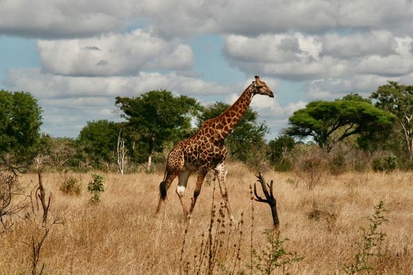 Vers Lower Sabie, Kruger Park – 490km