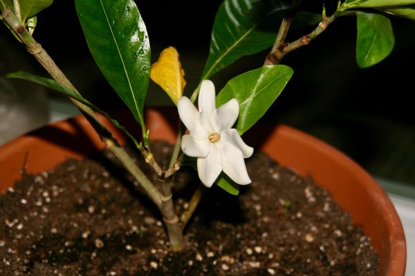 Eclosion du Tiare