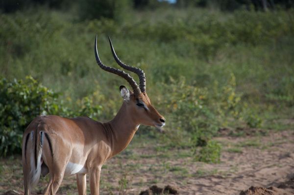 Collection d'antilopes