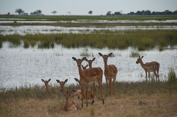 Safari au Botswana
