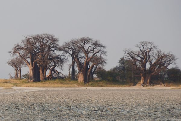 Baines baobabs