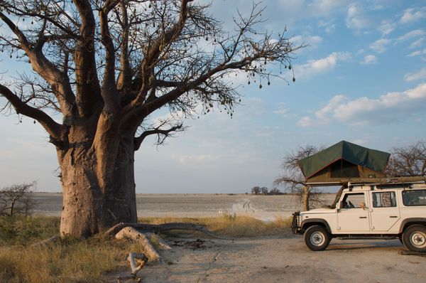 Campement de baobabs