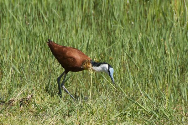 Oiseaux de Thalamakane