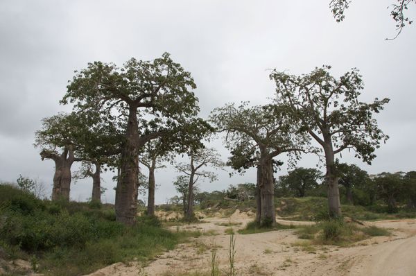 Forêt de Baobabs