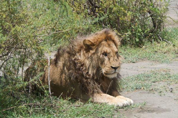 A l'ombre dans la savane