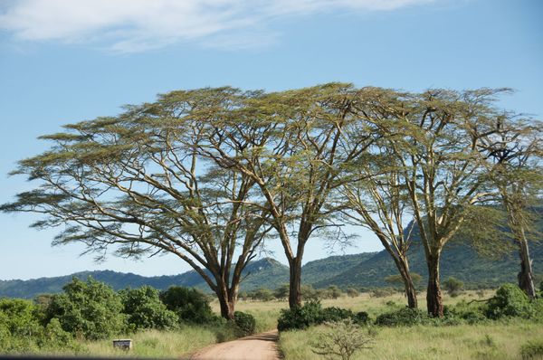 Une journée de safari