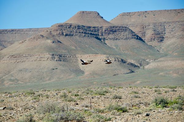 Faune du Karoo