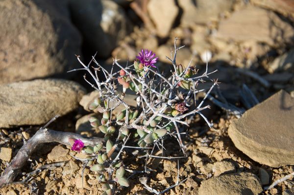 Plantes du désert