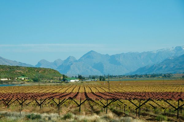 Scenic wine drive