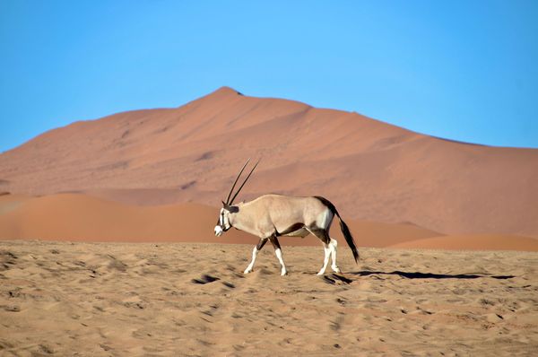 Coucher de soleil à Deadvlei
