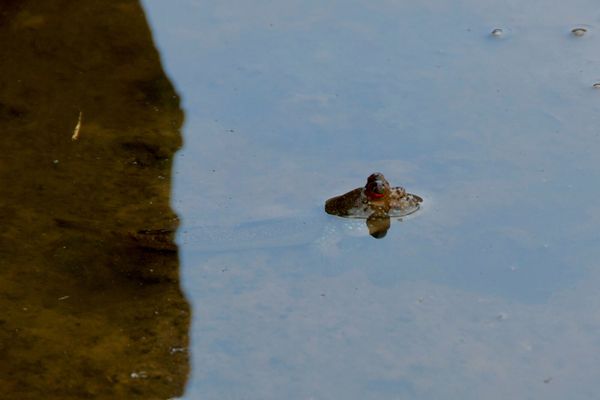 Le poisson qui marche