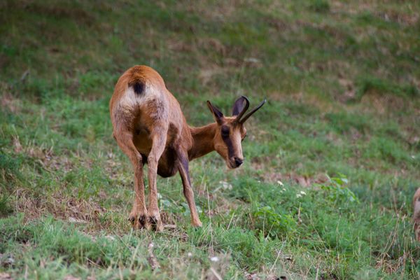 Safari Pyrénées