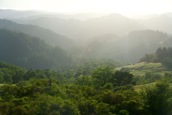 Armstrong Redwoods