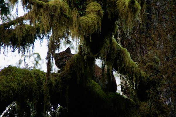 Hoh forest
