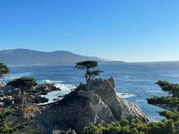 Monterey - 17 mile drive