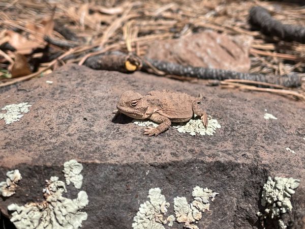 Short-horned lizard