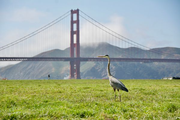 Crissy Field sous le vent