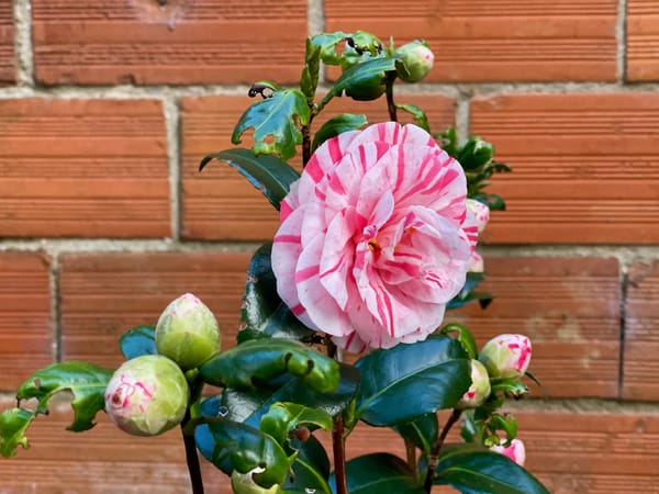 De nouvelles fleurs